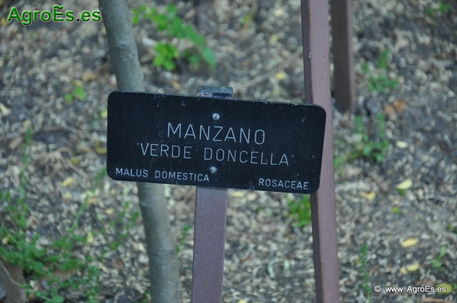Manzano Verde Doncella_1