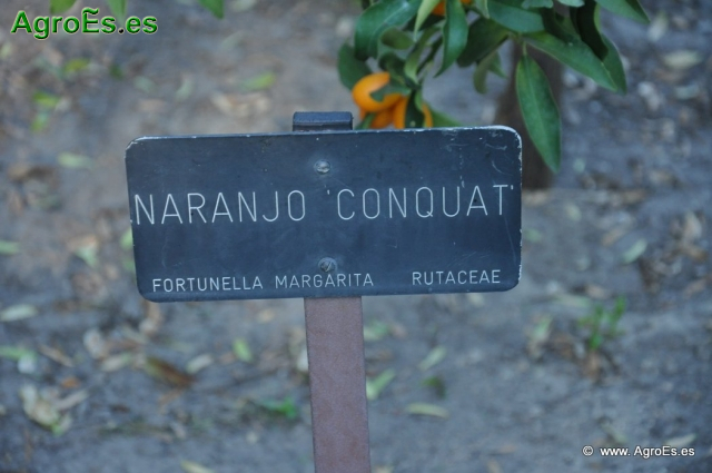 Naranjo Conquat_1