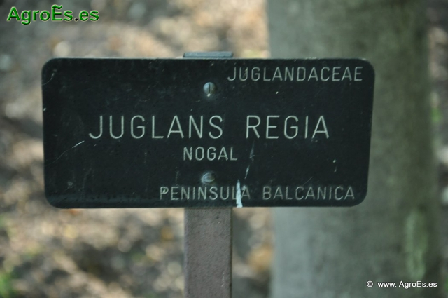 Nogal Juglans Regia_1