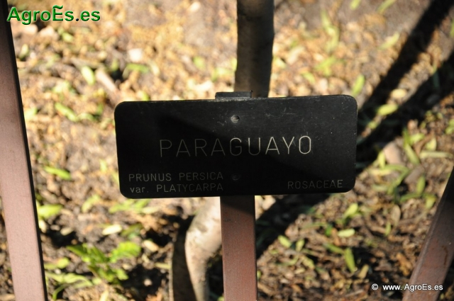 Paraguayo_1