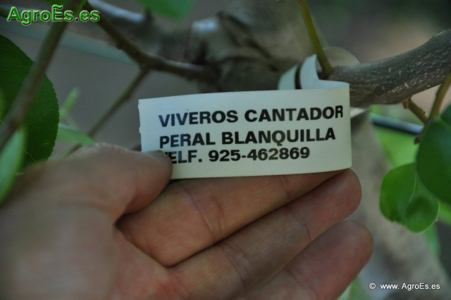 Peral Blanquilla_1