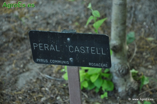 Peral Castel_1