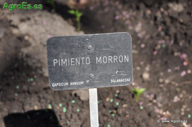 Pimiento Morron_1