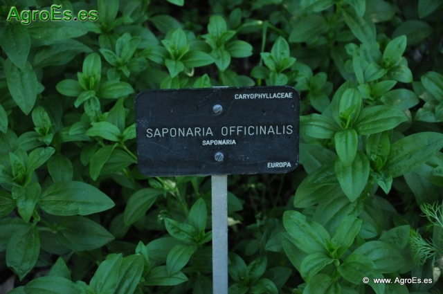 Saponaria o Jabonera_1