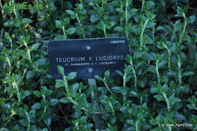 Teucrium x lucidrys_1