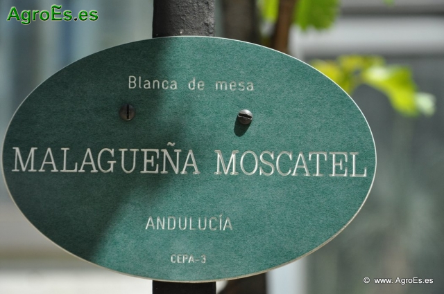 Malagueña Moscatel_1