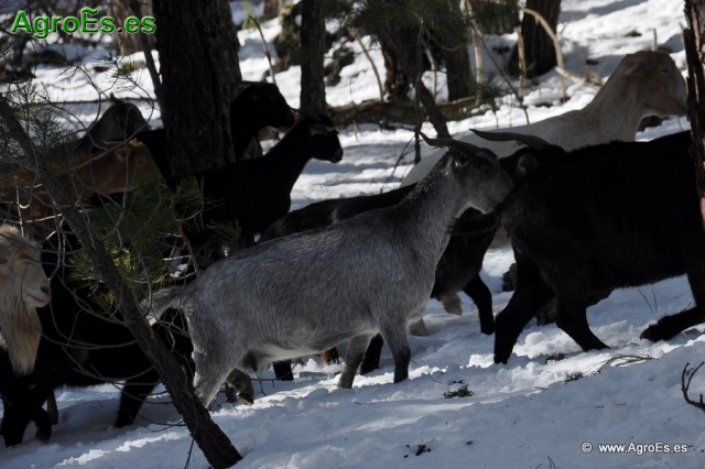 Cabras en la nieve_2