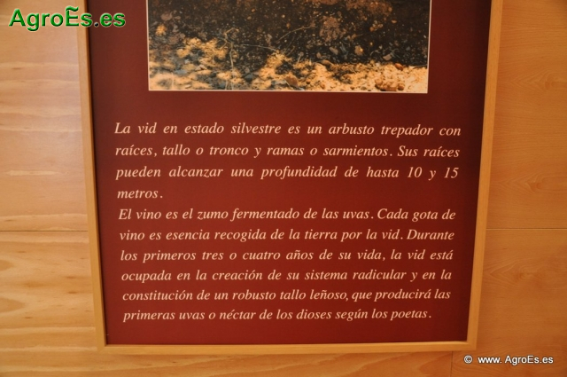 Museo del Vino_44