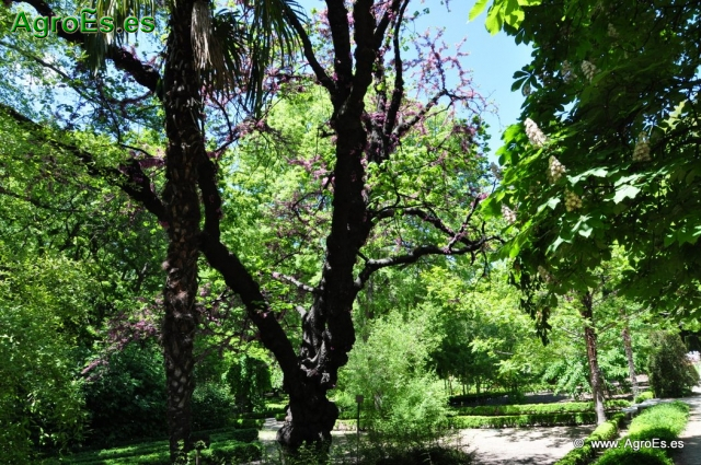 Real Jardín Botánico