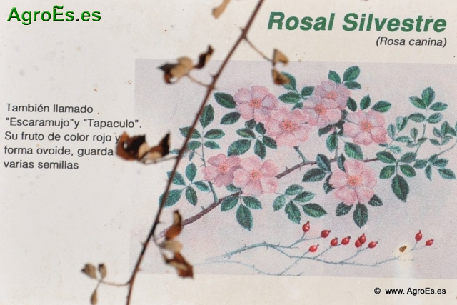 Rosal Silvestre