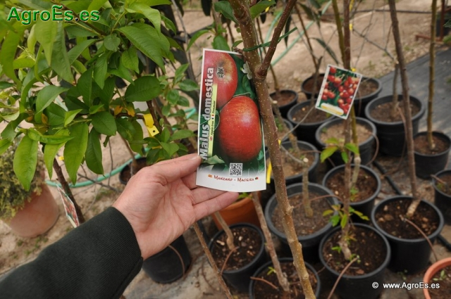 Ver nuestra colección de Fotos de Cultivos de Manzano