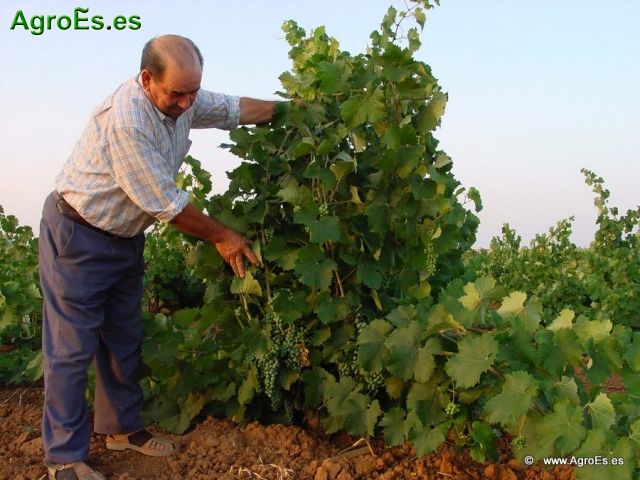 Ver nuestra colección de Vídeos de Cultivo de Vid, Viñas y Uvas