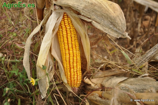 Ver nuestra colección de Fotos de Cultivo Maiz